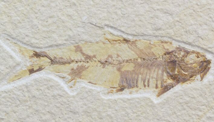 Bargain Knightia Fossil Fish - Wyoming #42372